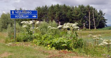 Заросли борщевика на Чебаковской стороне