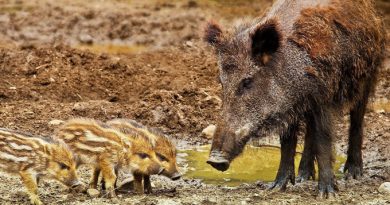 wild-boar-3481646 1920-1396x800